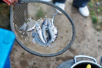 Энергетики выпустили в Иртыш более 3,5 тысячи мальков сибирского осетра