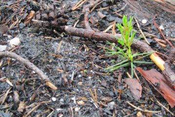 В ЯНАО благодаря энергетикам появится новый сосновый лес