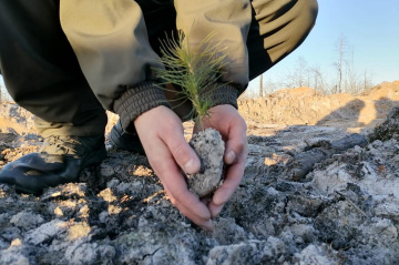 В Югре энергетики восстановили более 300 гектаров соснового леса 