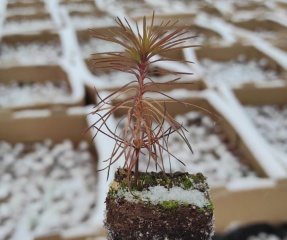 «Россети Тюмень» высадили более 160 тысяч сосновых саженцев в Югре