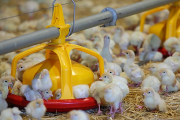 В Тюменской области обеспечили электроэнергией крупнейший в России племенной репродуктор индейки 