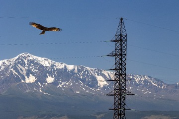 «Россети» установят 111 тыс. птицезащитных устройств на воздушных линиях электропередачи в 2024 году