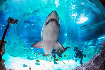 «Россети» обеспечат электроснабжение океанариума мирового уровня в Когалыме