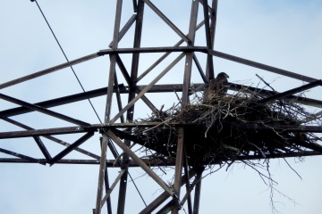 Гнездиться запрещено!