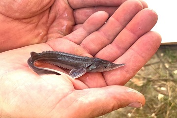 Более 269 тысяч мальков муксуна и стерляди пополнили реки Обь и Иртыш