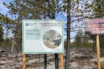 Энергетики высадили почти 100 тысяч саженцев для восстановления соснового леса в Югре 