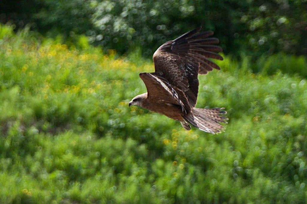 Рамиль Нуриев_птица.jpg