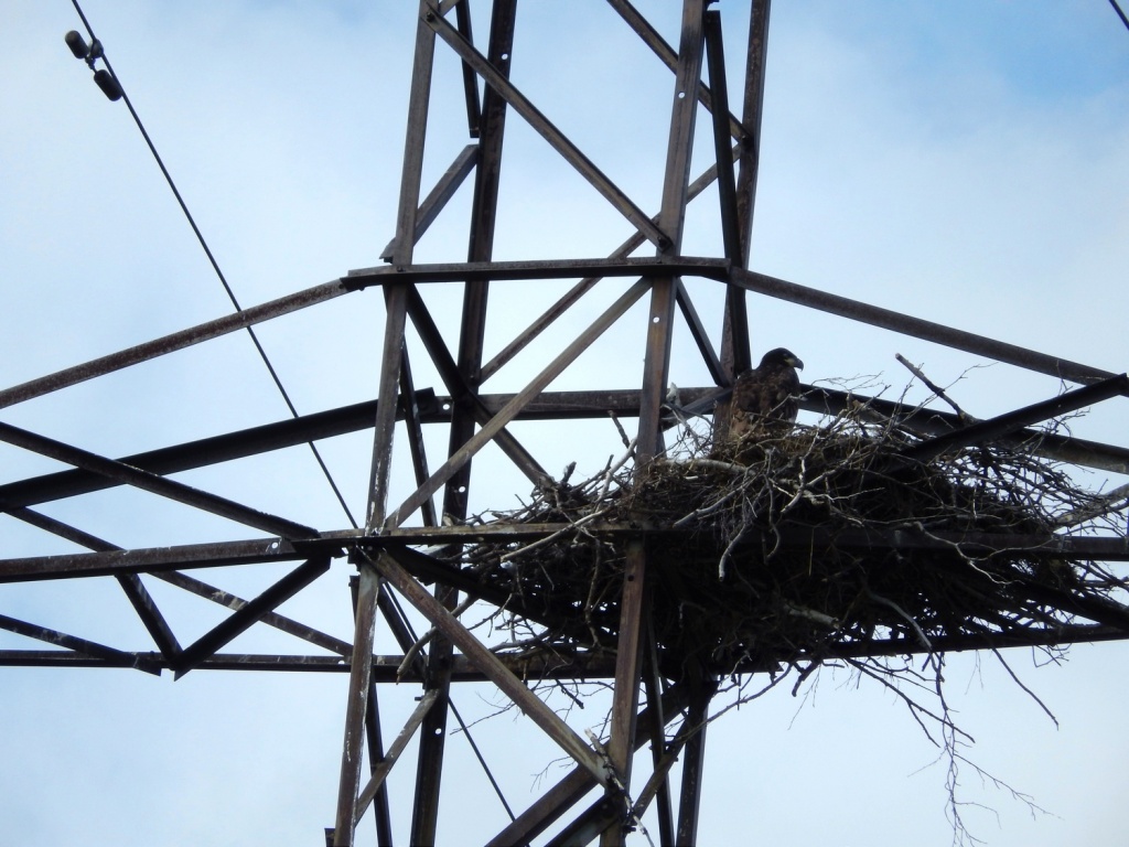 орел на опоре.jpg